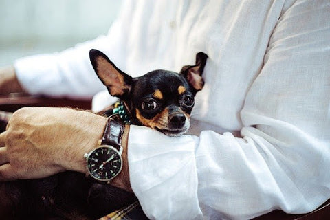 Black short-haired chihuahua sitting in owner’s lap. 