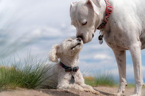 Why Won't My Rescue Dog Play With Toys?