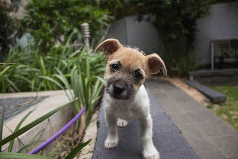 Puppy tilting its head 