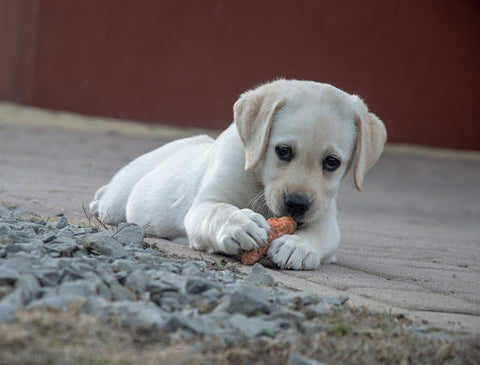 A puppy chewing on a toy.