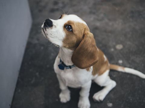 Cute dog sitting on floor and looking up at owner.