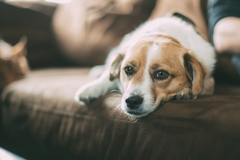 Cute dog laying on couch near owner.