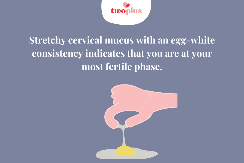 most fertile cervical mucus ovulation discharge