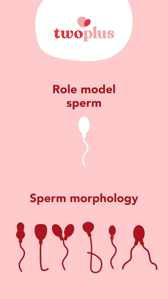 normal sperm vs abnormal sperm morphology 