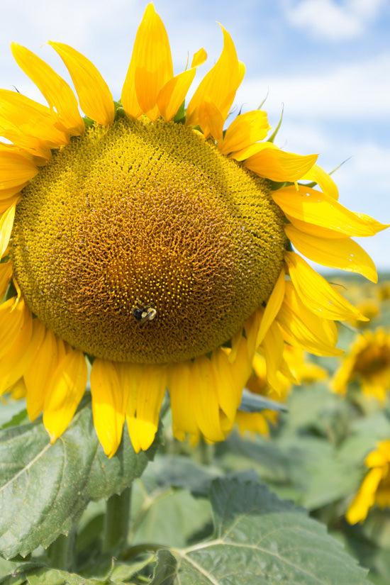 Bee-on-a-Sunflower