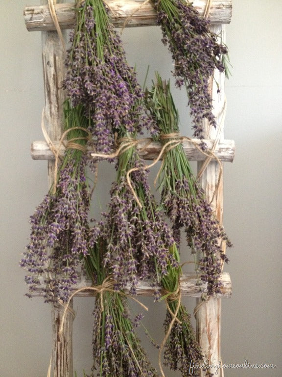 Drying Lavender