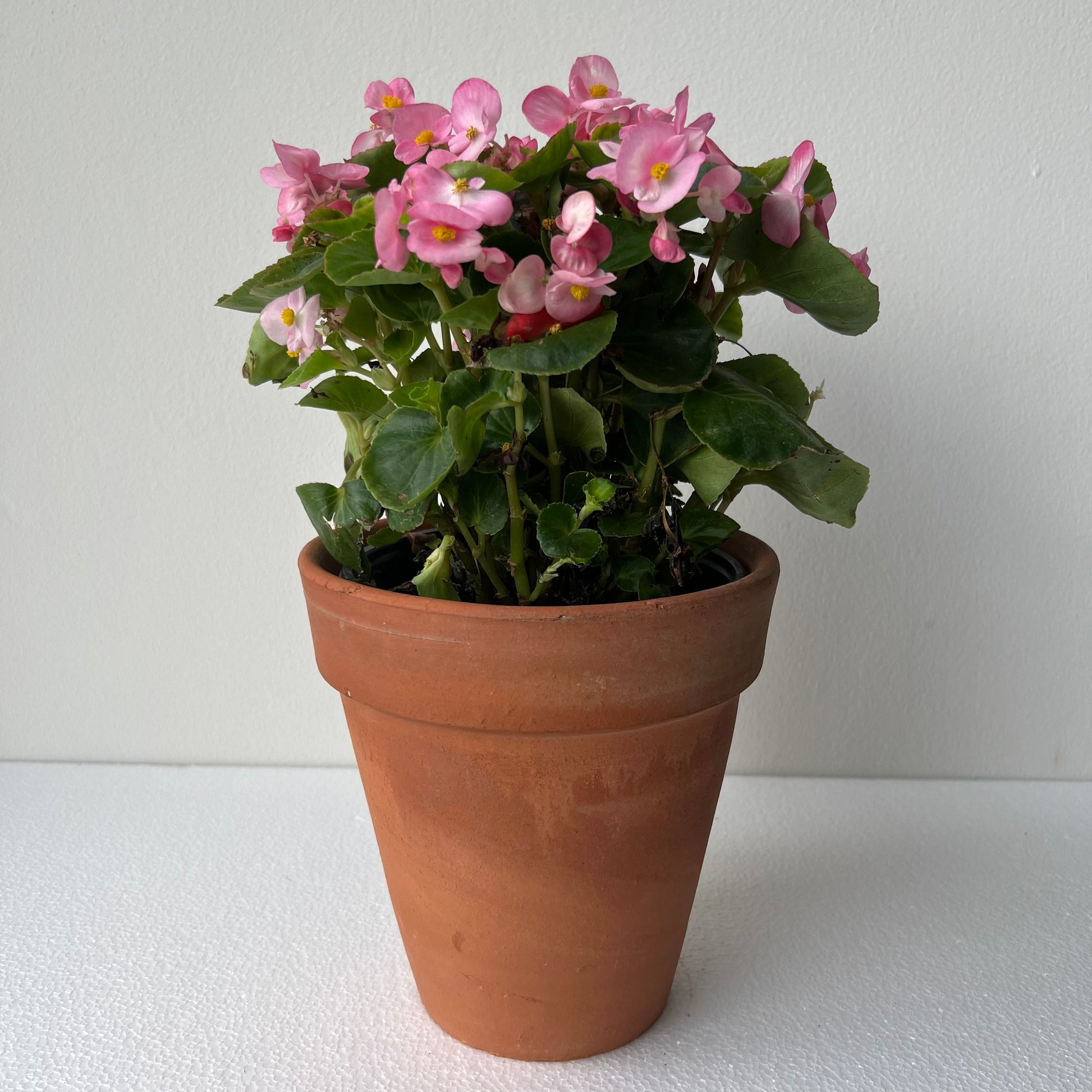 Planta Begonia Clara Rosa – planti