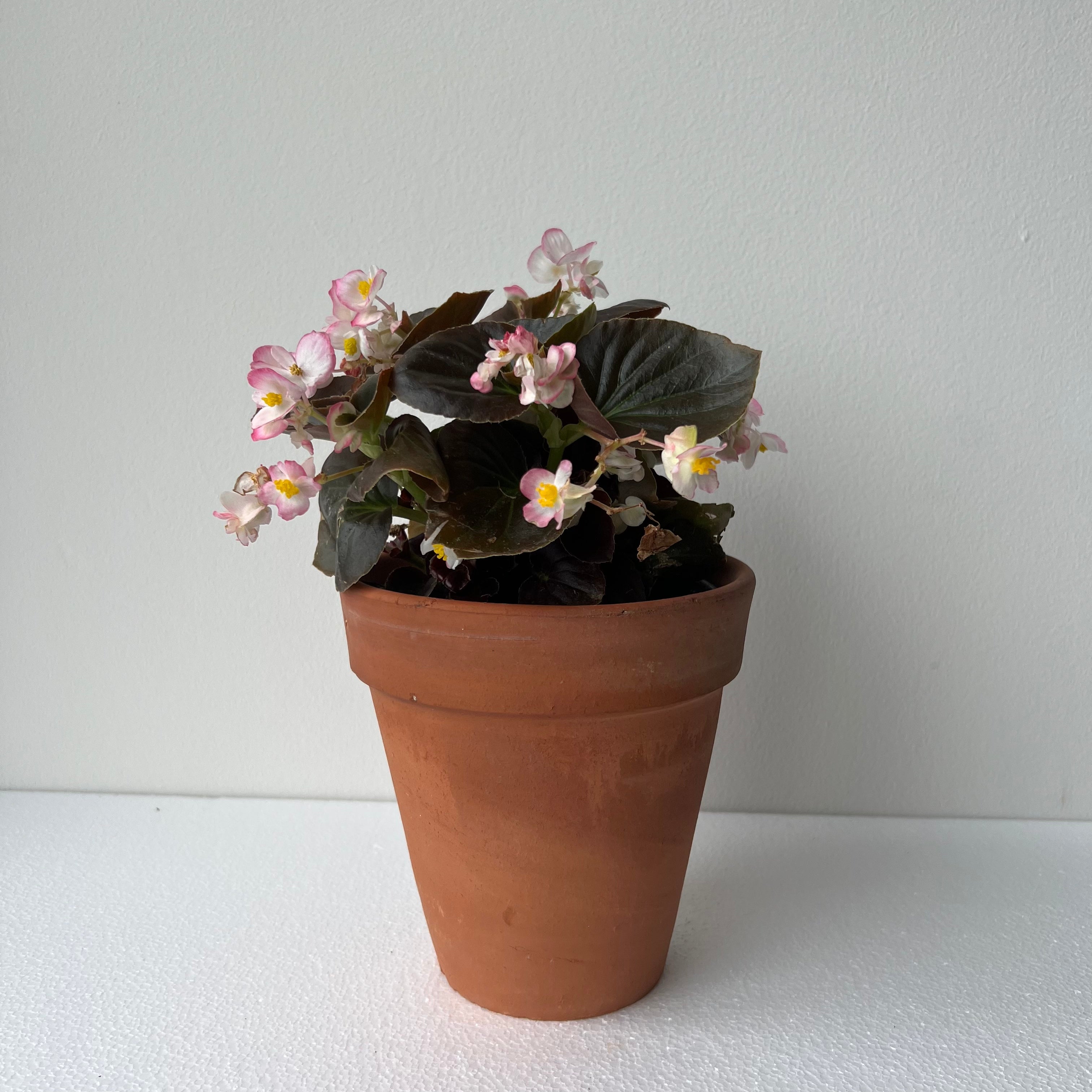 Planta Begonia Oscura Blanca – planti