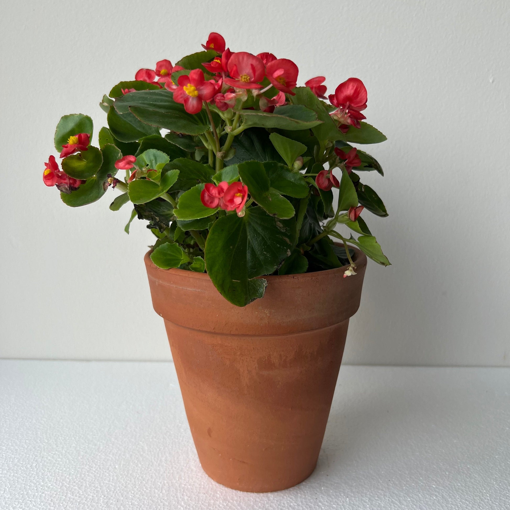 Planta Begonia Clara Roja – planti