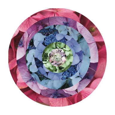 Hydrangea Bullseye