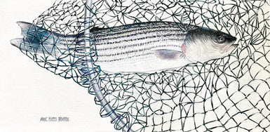 Fish in Net