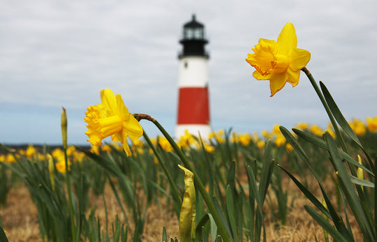 Sankaty Daffies