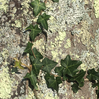 The Lichen and The Ivy