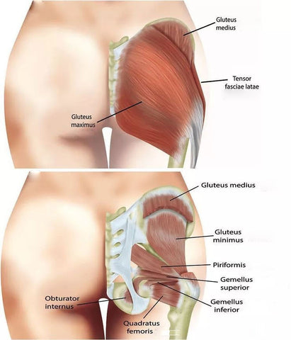 the structure of the hip muscles