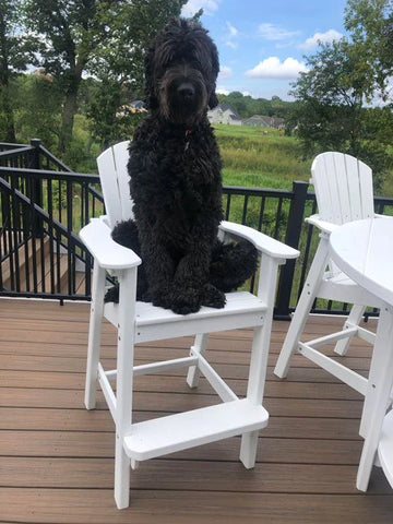 black dog sitting on all weather patio furniture