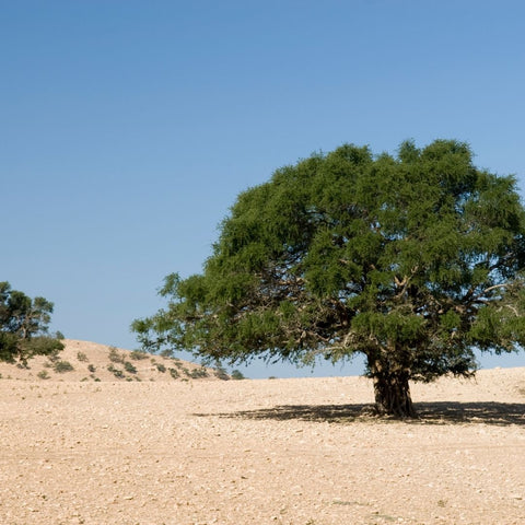 arganier, argan, orar