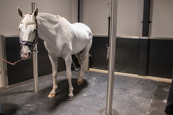 servet Verknald Vroeg Rubber matten in paardenkliniek | Noddevelt