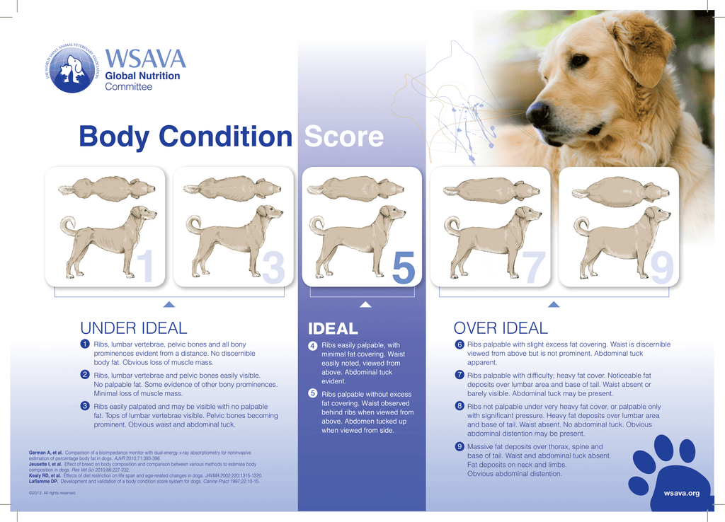 Canine Body Scoring by wsava.org