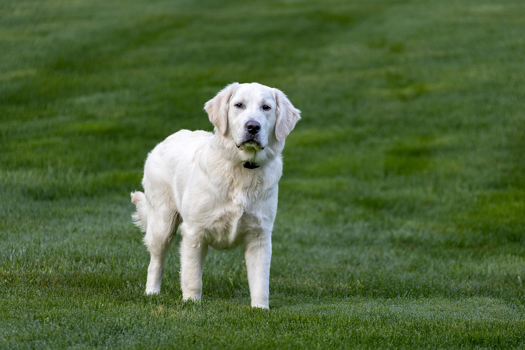 Golden Retriever on a field