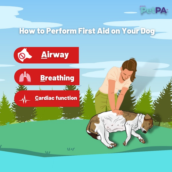 How to Perform First Aid on Your Dog