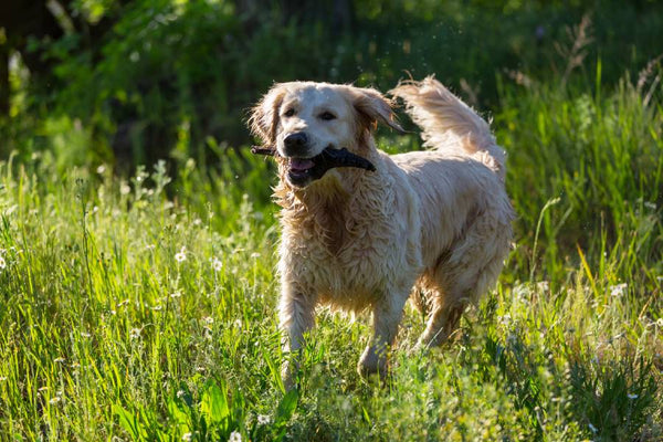 Running golden retriever with a stick on his mouth