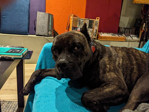 Ed, a black pit bull, lounging on a blue blanket at Noise Engineering HQ