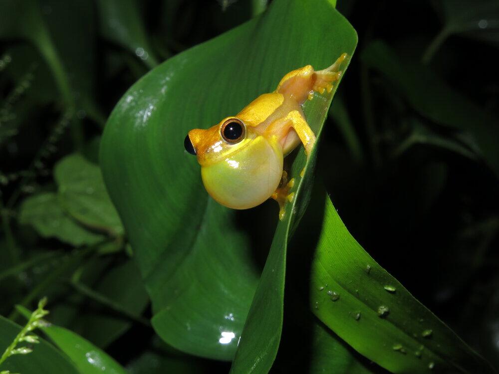 Yellow frog sitting on a leaf with an inflated vocal sac