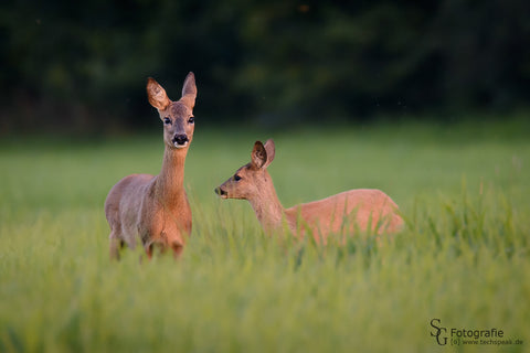 MySaatgut, Saatgut-Mischungen, Wildacker, Outlander LB, Online Shop, online bestellen, online kaufen