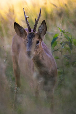 Ein Rehbock in einer Wildäsungsfläche.