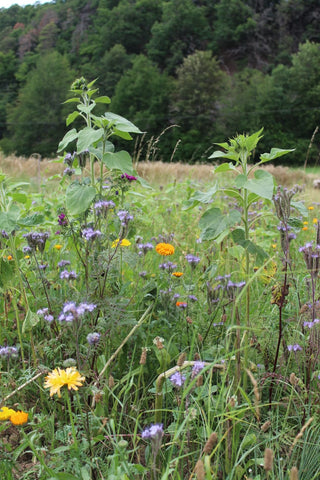 Der Wildacker im Jagdrevier in der Blüte. Hier blühen Klee, Phacelia und Getreide. 