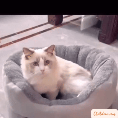 couccin-chat-video-coconfelin