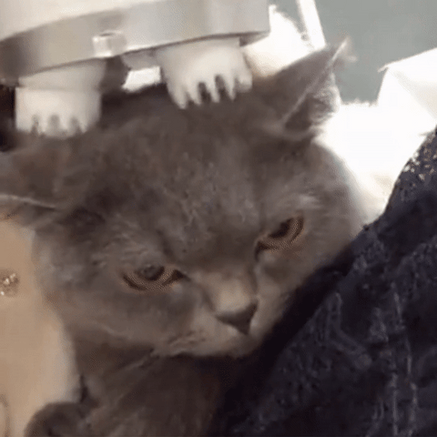 masseur électrique chat