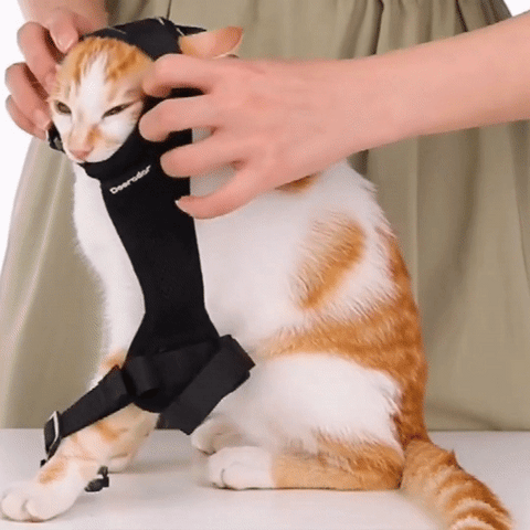 comment mettre le harnais pour chat
