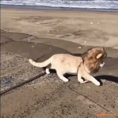 deguisement-chats-LION