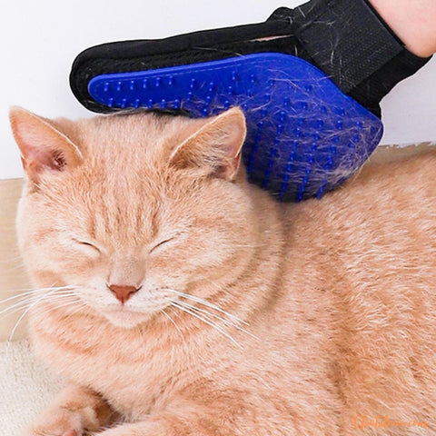 toilettage-et-massage-pour-chat