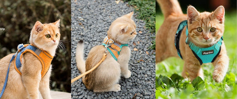 Comment choisir un harnais pour chat ? - Blog