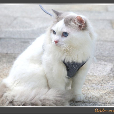 harnais chat blanc