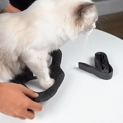 comment mettre harnais pour chat