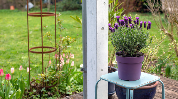 Spring Timber Decking