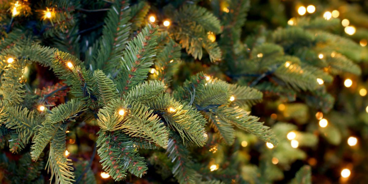 Close Up Fir Tree With Warm White Lights