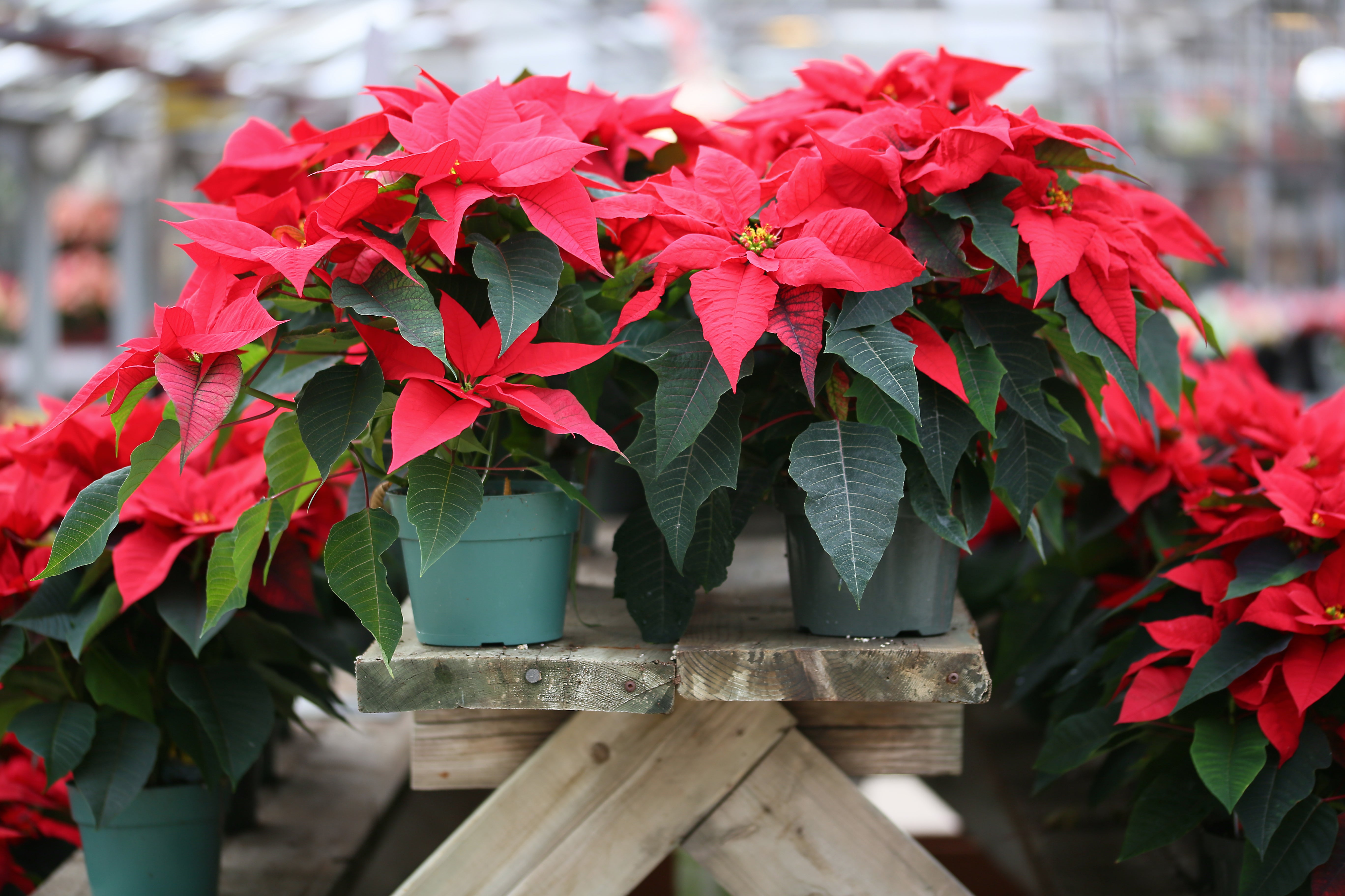 poinsettia potted plants on a table