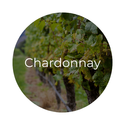 Chardonnay