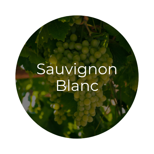 Sauvignon Blanc