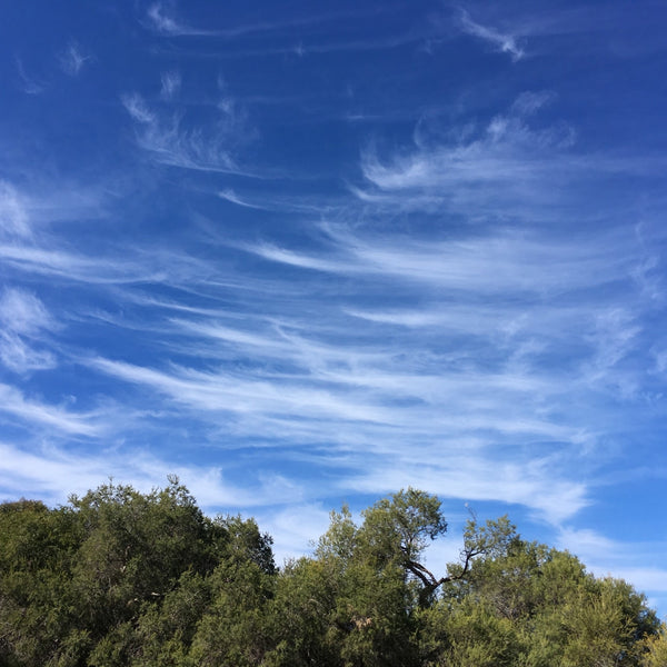 Cirrus clouds