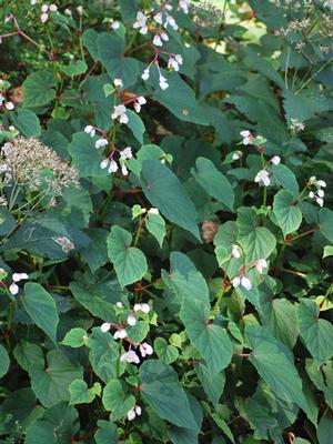 Begonia grandis 'Alba' (Hardy Begonia) – Perennial Farm Marketplace