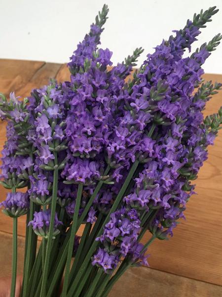 Lavandula x intermedia Sensational!® (Lavender) – Perennial Farm Marketplace