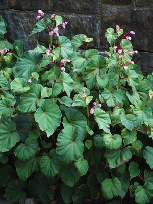 Begonia grandis (Hardy Begonia) – Perennial Farm Marketplace