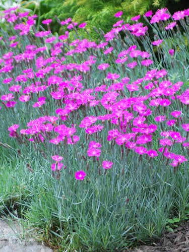 Dianthus x 'Neon Star' (Garden Pinks) – Perennial Farm Marketplace