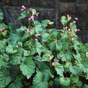 Begonia grandis (Hardy Begonia) – Perennial Farm Marketplace