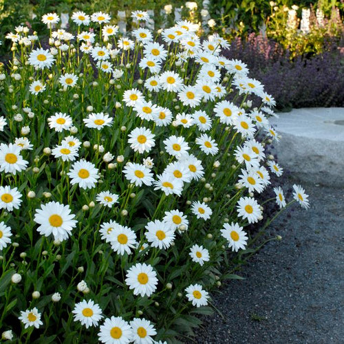 Amazing Daisies® Banana Cream II Shasta Daisy